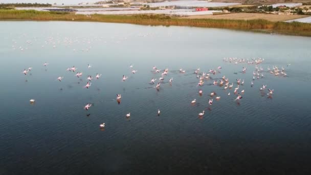 Bonito Flamingos Cor Rosa Natureza Selvagem — Vídeo de Stock