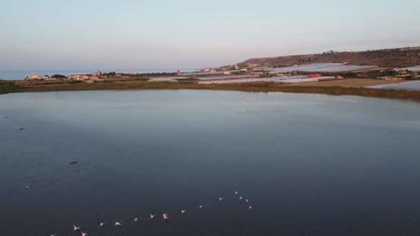 Drone Clip Pink Flamingos Flying Waters Vendicari Natural Reserve Sicily — Stockvideo