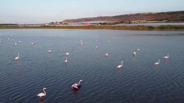 Beautiful Pink Flamingos Wild Nature — стоковое видео