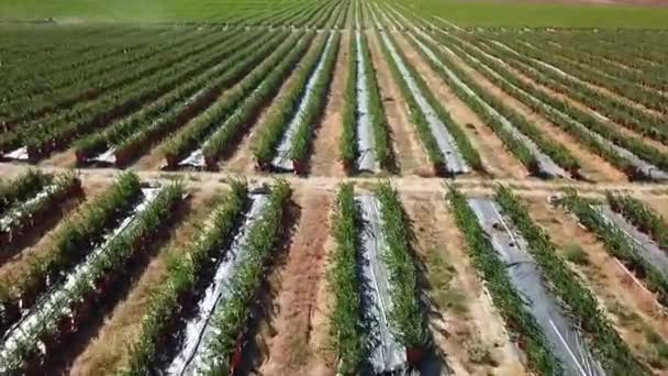 Aerial View Blueberry Field — Wideo stockowe