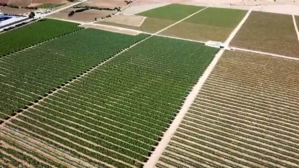 Aerial View Rows Blueberry — Stok video