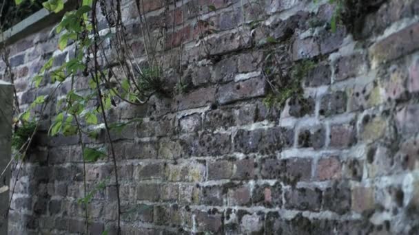 Old Overgrown Grunge Brick Wall Panning Shot — Vídeos de Stock