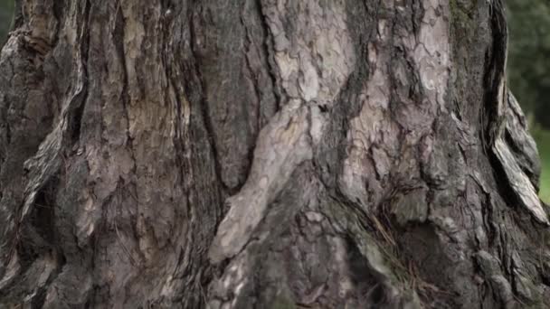 Old Dead Tree Trunk Close Panning Shot — 图库视频影像