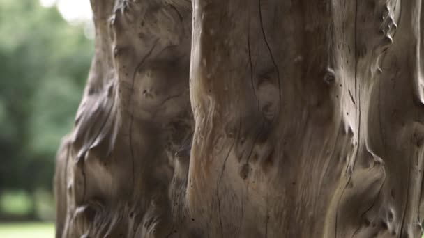 Old Dead Tree Trunk Carved Close Panning Shot — Video