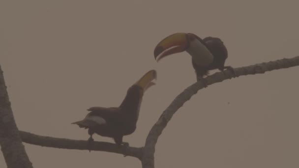 Two Toucans Fighting Tree Wildfire Area Full Smoke — Stockvideo