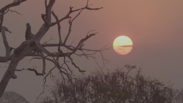 Sunset Pantanal Wildfire 2020 — Vídeo de Stock