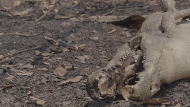 Dead Caiman Fire Closeup Mouth Teeth Pantanal — Stockvideo