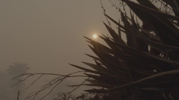 Révélant Soleil Paysage Pantanal Pendant Feu Plein Fumée — Video