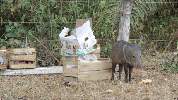 Wild Animal Using Rescue Area Eating Fruit Pantanal Wildfire Work — 图库视频影像