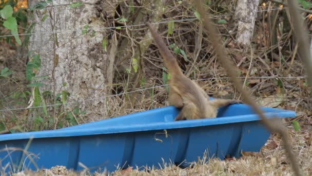 Surviving Monkey Drinking Water Spot Prepared Volunteers Pantanal Wildlife 2020 — ストック動画