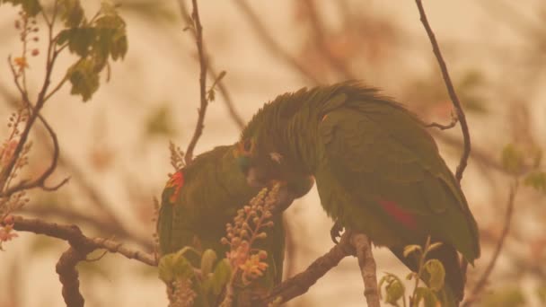 Parrots Loving Each Other Wildfire 2020 Brazil — Stockvideo