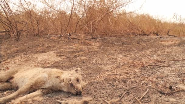 Dead Crab Eating Fox Mammal Burnt Area Wildfire Brazil Pantanal — 图库视频影像