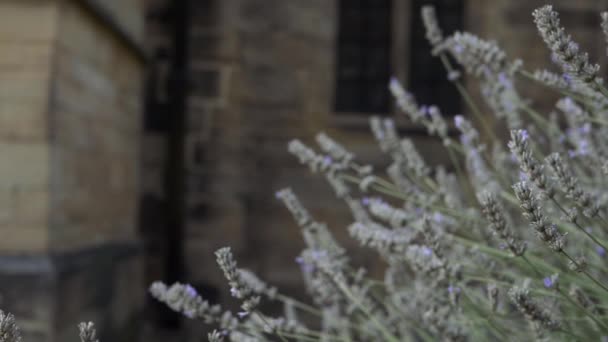 Lavender Flowers Growing Old Churchyard Medium Zoom Shot — Αρχείο Βίντεο