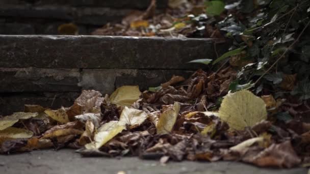 Autumn Leaves Gathered Stones Steps Close Tilting Shot — Vídeo de Stock