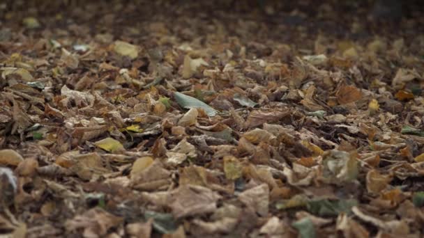 Autumn Leaves Woodland Floor Background Low Shot — стоковое видео