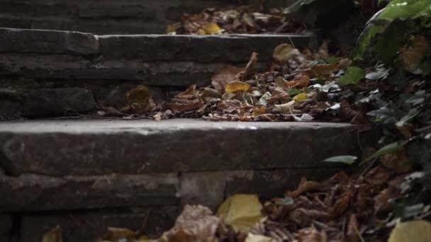 Autumn Leaves Gathered Stones Steps Medium Tilting Shot — Vídeo de stock