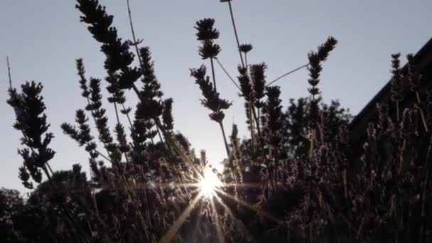 Lavender Flowers Silhouette Sunshine Medium Panning Shot — Vídeo de stock