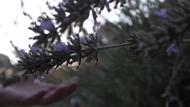 Hands Touching Lavender Flowers Sunshine Background Close Shot — Video Stock