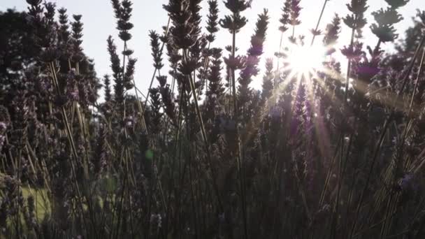 Lavender Flowers Sunshine Background Medium Zoom Out Shot — Stok Video