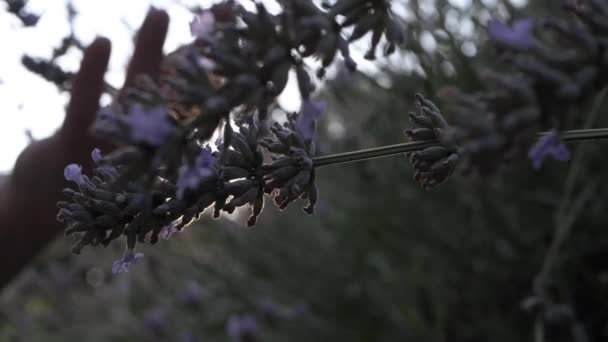 Lavendel Bloemen Warme Zon Close Schot — Stockvideo