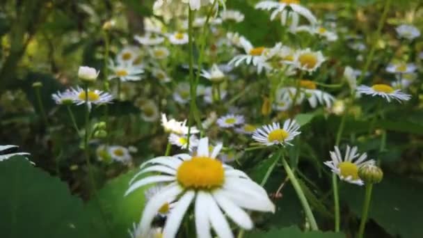 Wiosenne Kwiaty Wietrze — Wideo stockowe