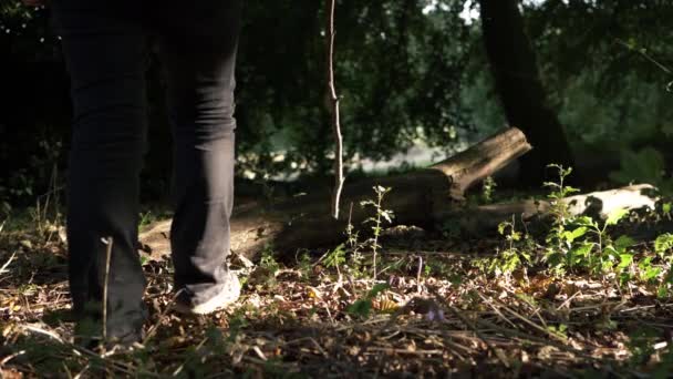 Hiker Walking Forest Canopy Stick Medium Shot — Vídeos de Stock