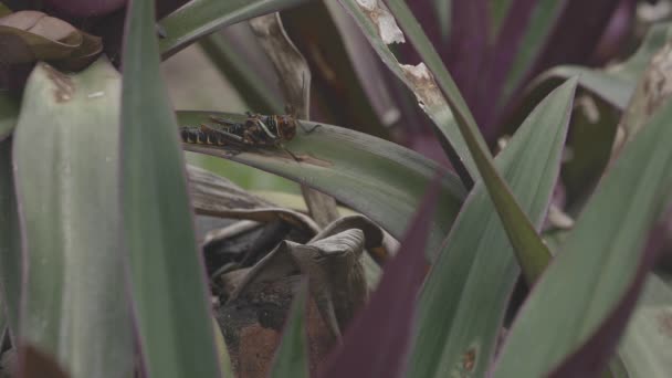 Red Black Insect Vegetation — Stock video