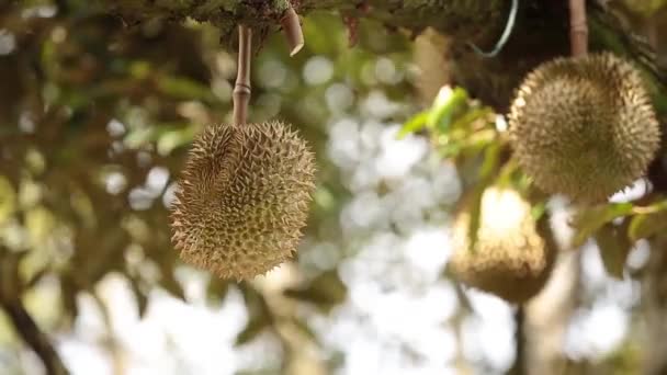 Close Footage Golden Beautiful Durian Crop King Fruit — 비디오