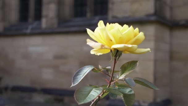 Yellow Rose Growing Old English Church Medium Shot — Stockvideo