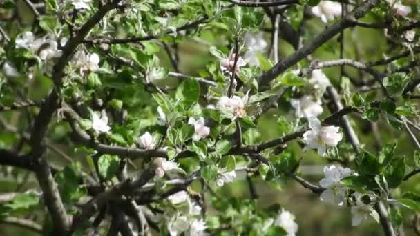 風の中の春の花 — ストック動画