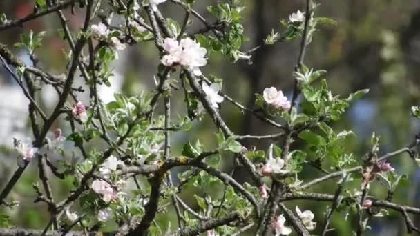 Fleurs Printanières Dans Vent — Video