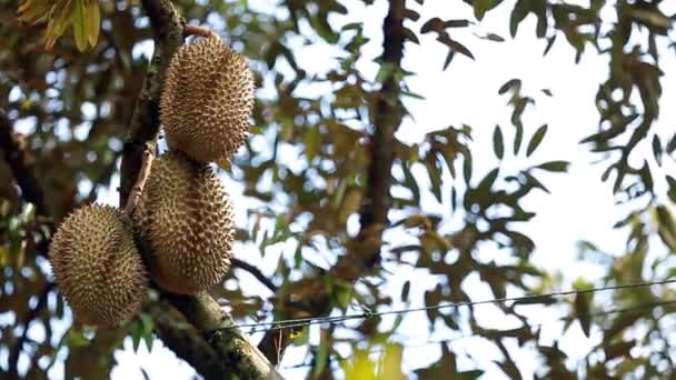 Close Footage Golden Beautiful Durian Crop King Fruit — Stockvideo