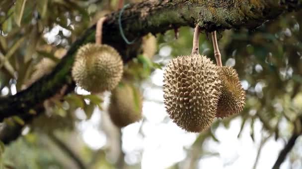 Close Footage Golden Beautiful Durian Crop King Fruit — Stock video