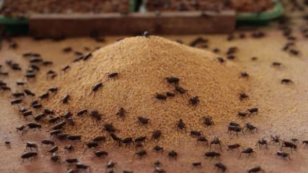 Macro Footage Crickets Eating Food Farmer Feed Them — Vídeo de stock