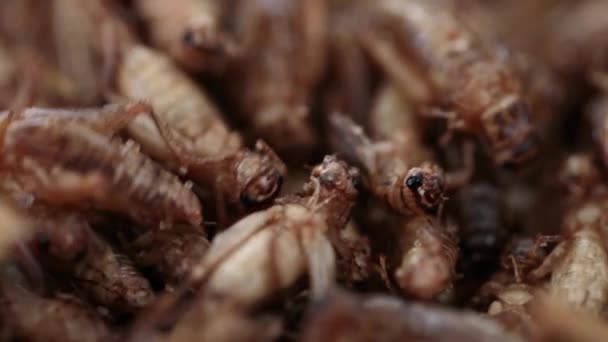 Close Footage Spiced Roasted Crickets Sustainable Food Food Future — Vídeo de Stock