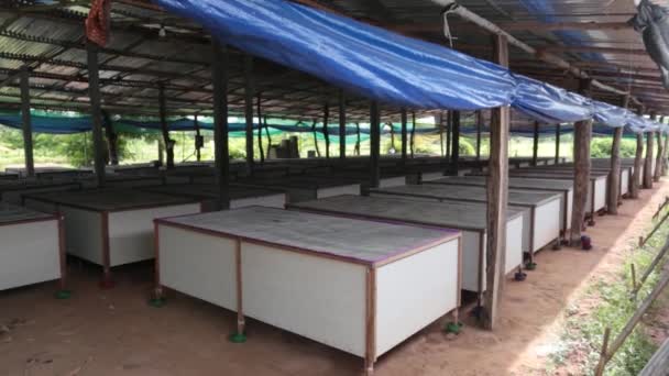 Farmers Working Feeding Taking Care Crickets Cricket Farm — Vídeos de Stock