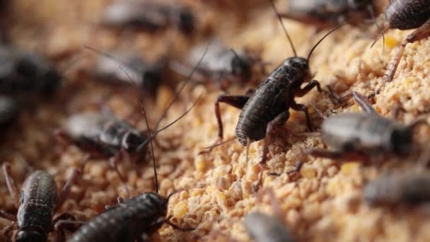 Macro Footage Crickets Eating Food Farmer Feed Them — Vídeos de Stock