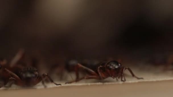 Macro Footage Tons Crickets Growing Farmer Farm — Stock video