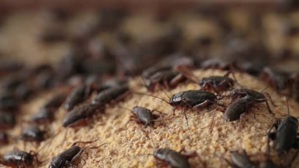 Macro Footage Crickets Eating Food Farmer Feed Them — Stock video