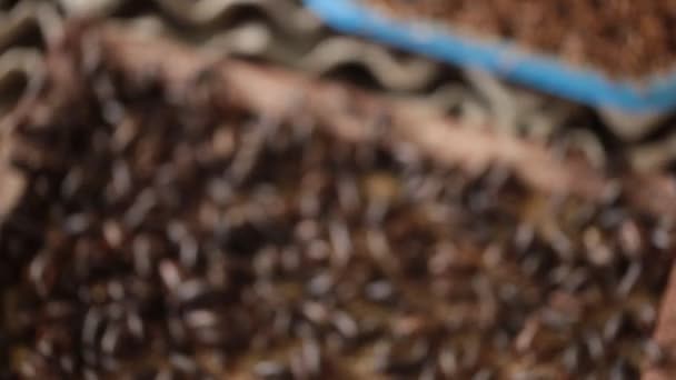Macro Footage Tons Crickets Growing Farmer Farm — Stockvideo