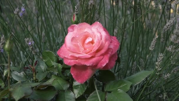 Single Pink Rose Full Bloom Lavender Flowers Medium Shot — Stok video