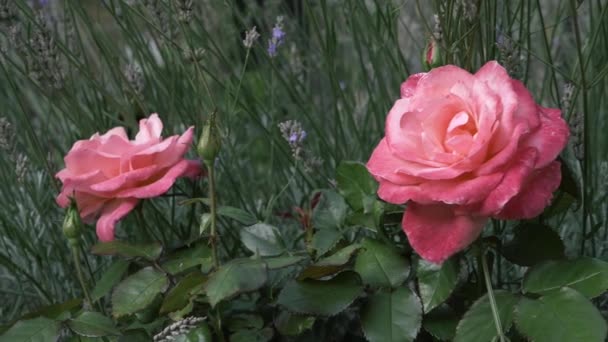 Pink Rose Bush Full Bloom Lavender Flowers Medium Shot — Stok video