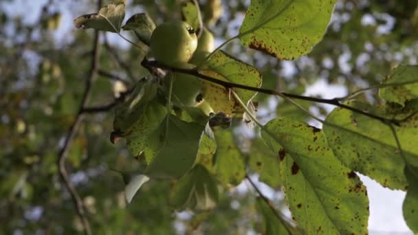 Wild Apples Growing Apple Tree Close Shot — Stockvideo