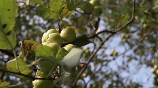 Дикі Яблука Гілці Дерева Середній Постріл — стокове відео