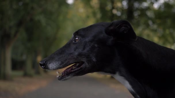 Greyhound Dog Panting Autumn Park Background Portrait Side Shot — Stockvideo