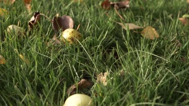 Wild Apples Fallen Grass Low Close Shot — Vídeo de Stock