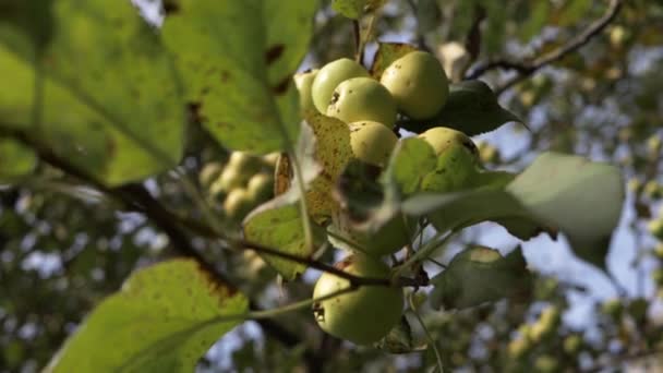 Wild Apples Growing Apple Tree Medium Shot — Stockvideo