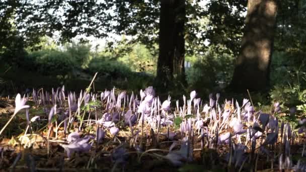 Bed Purple Crocus Flowering Woodland Shade Autumn — Vídeo de Stock