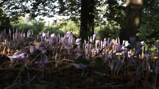 Bed Purple Crocus Flowering Woodland Shade Autumn Medium Low Zoom — стоковое видео