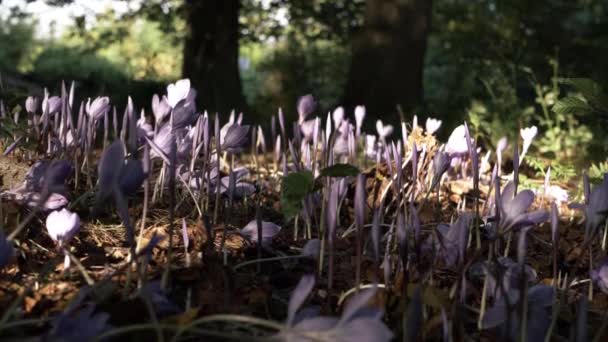 Bed Purple Crocus Flowering Woodland Shade Autumn Tilting Shot — Wideo stockowe